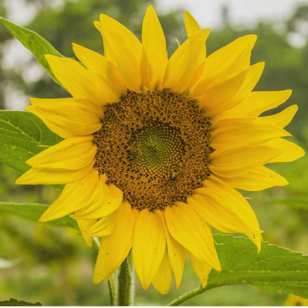 Sunflower Mini Grow Kit - Floral