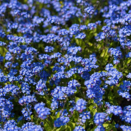 Forget Me Not seeds | Sympathy Gifts Australia