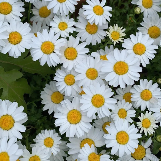 Daisy Memorial Seeds | Grief Gifts Australia 