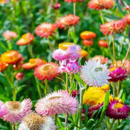 Everlasting Daisy Seeds | Sympathy Gifts Australia