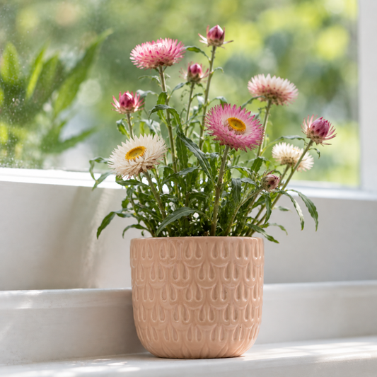 Everlasting Flowers | Plant in Their Memory | Grief Gifts 