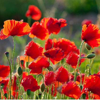 Poppies | Sympathy Gift | Grief Gifts Australia 