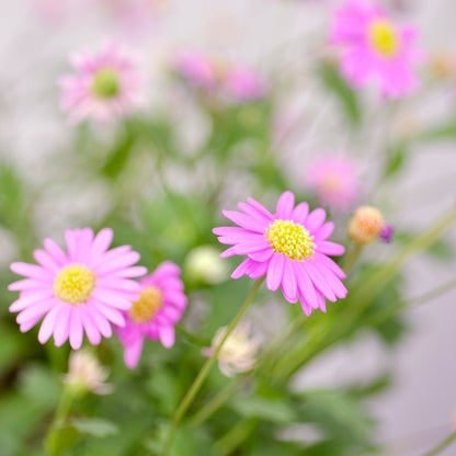 Swan River Daisys 
